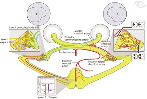 Right lateral geniculate nucleus infarct presenting as a left monocular ...