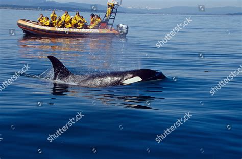 Orca Whale San Juan Islands America Editorial Stock Photo - Stock Image ...