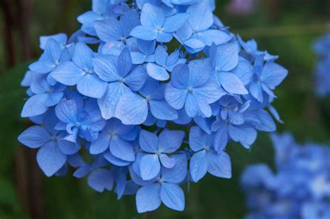 9 Gorgeous Hydrangea Types