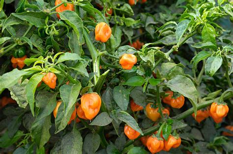 Top 60 Habanero Pepper Plant Stock Photos, Pictures, and Images - iStock