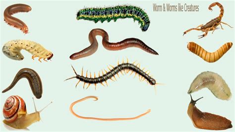 Learn Worm & Worm like Creatures Name, Meaning & Picture | Necessary ...