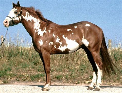 American Paint Horse - Overo Lethal White Foal Syndrome - UFAW