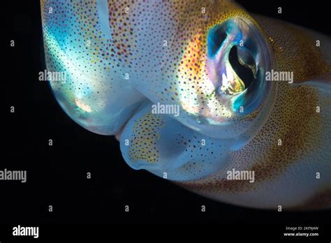 Close up on the face of Squid underwater Stock Photo - Alamy