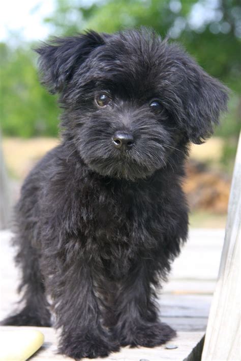 Yorkiepoo puppy!