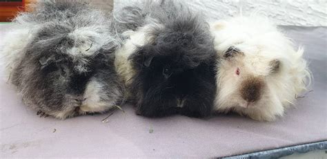 Alpaca Guinea Pig: Everything You Need to Know - Guinea Pig Pals