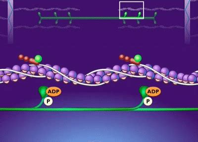 Breakdown of ATP and Cross Bridge Movement during Muscle Contraction ...