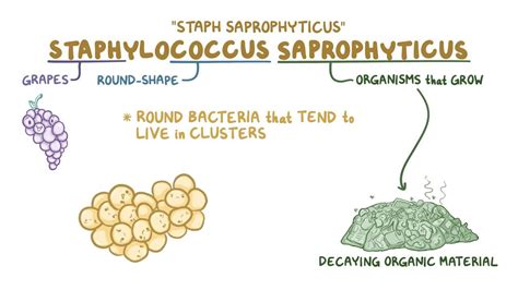 Staphylococcus Saprophyticus Colony Morphology