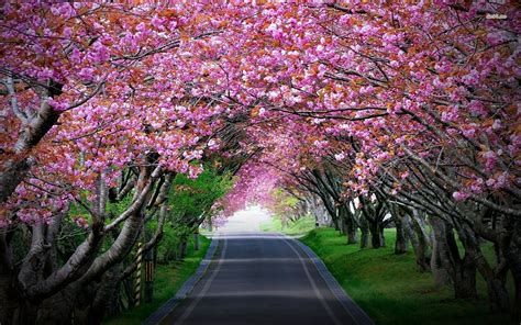 Cherry Blossom Tree Wallpaper - WallpaperSafari