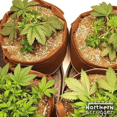 Scrog Tip #1 - Early Training — NorthernScrogger