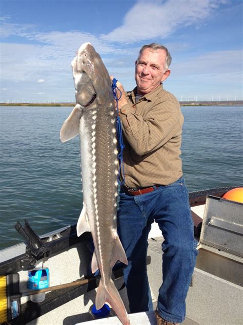 Sturgeon Fishing Sacramento River - FISHING ROT