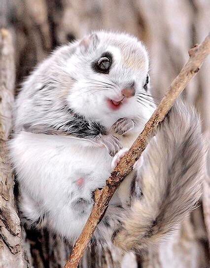 Flying Japanese squirrel | Japanese dwarf flying squirrel, Animals ...