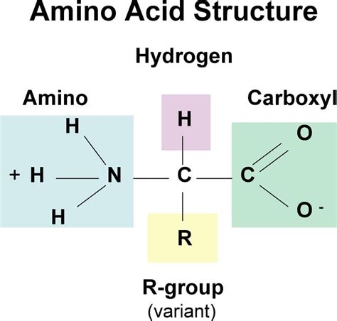 Amino Acids- Properties, Structure, Classification, Functions