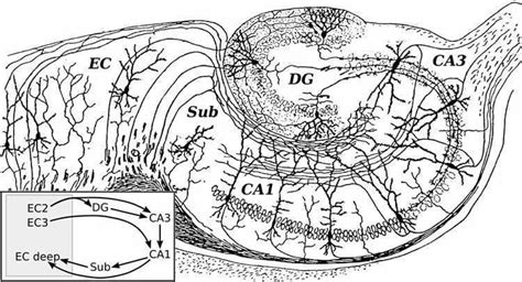 Hippocampus May Hold Clues For Anxiety and Depression - Neuroscience News