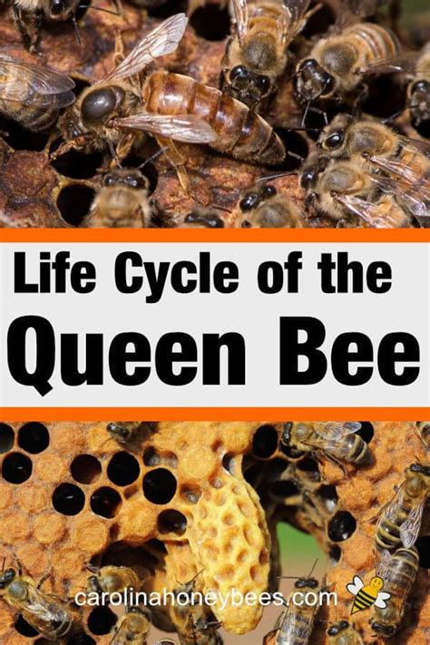 Queen bee life cycle what you need to know – Artofit