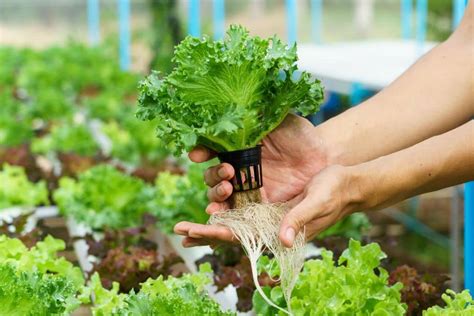 12 Pros & Cons of Hydroponic Farming | Earth.Org