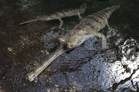 Photos: India's rarest crocodile, the gharial