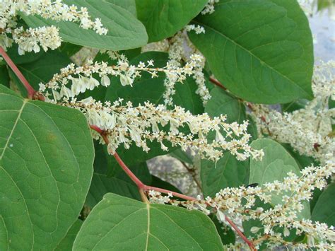 What do Japanese knotweed flowers look like? | TCM Knotweed Removal