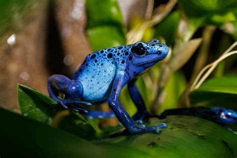 Blue Poison Dart Frog · Tennessee Aquarium