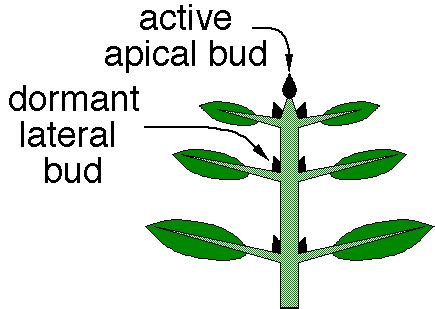 Difference Between Apical Bud and Axillary Bud - Pediaa.Com Primary ...