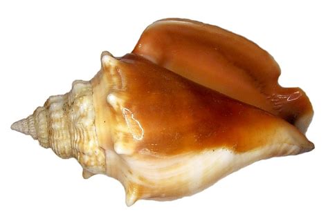 Florida fighting conch (Marine Shells of Fort Pickens, Gulf Islands ...