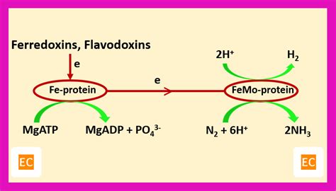 ELEMENTAL CHEMISTRY: Nitrogen fixation