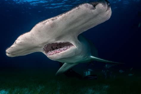 Shark Weighing 1,000 Pounds Caught by Texas Fishermen: 'It Was a Battle ...