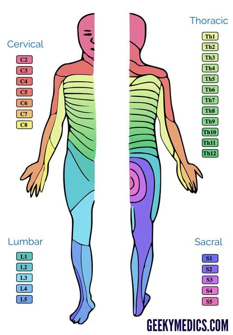 S2 Dermatome Map | Dermatome Map