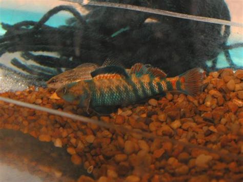 Rainbow darter breeding - Darters and Perches - NANFA Forum