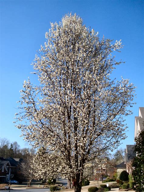 26 Fantastic Flowering Pear Tree Varieties - ProGardenTips