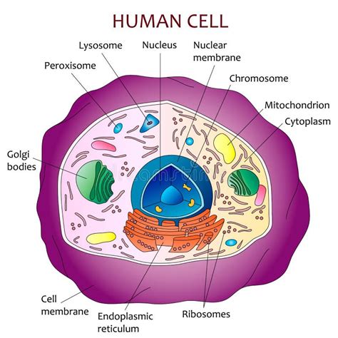 Human cell diagram stock vector. Image of scientific - 69314812