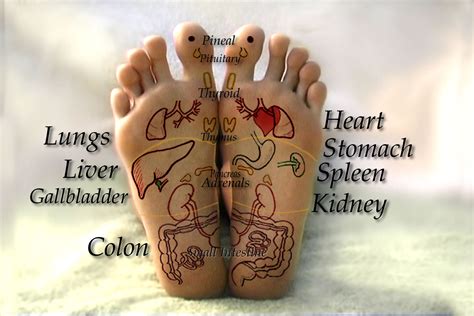 Reflexology for the feet and hands dvd video - Real Bodywork