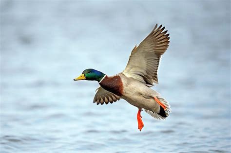 Male Mallard Landing On Water Photograph by Bildagentur-online/mcphoto ...