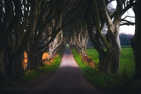 The Dark Hedges, Northern Ireland - The Complete Guide