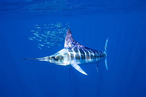 A Guide to the Different Types of Marlin - American Oceans