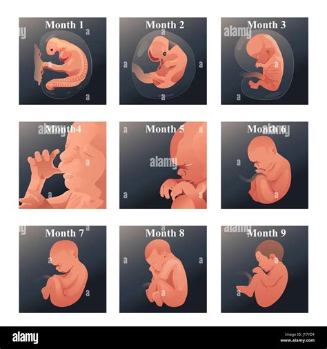 Baby In The Womb Cut Out Stock Images & Pictures - Alamy