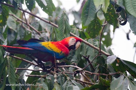 Macaw in Rainforest Jungle Social Birds