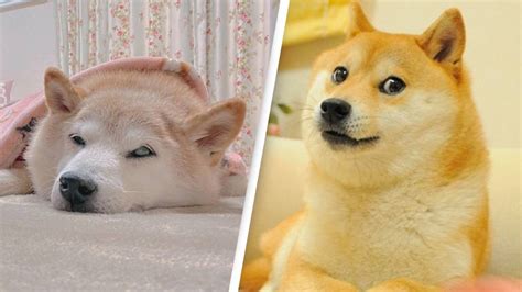 Shiba Inu who inspired Doge meme is now seriously ill