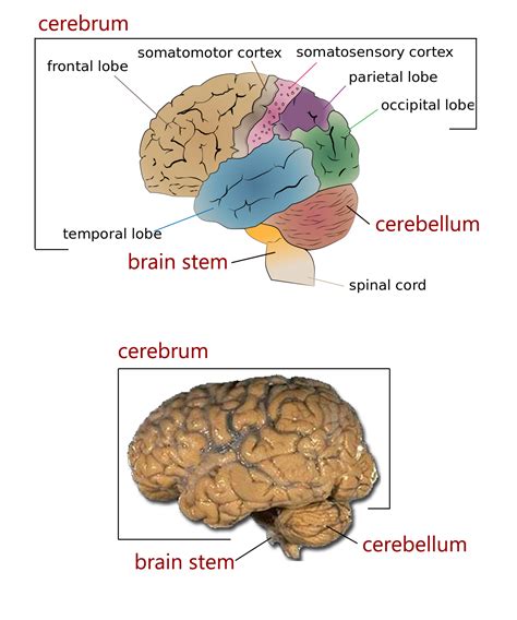 The four major regions of the brain | Human Anatomy and Physiology Lab ...