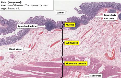 Colon – Normal Histology – NUS Pathweb :: NUS Pathweb