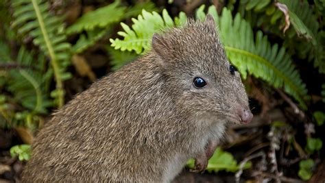 Rare potoroos with gourmet tastes filmed by motion sensor cameras on ...