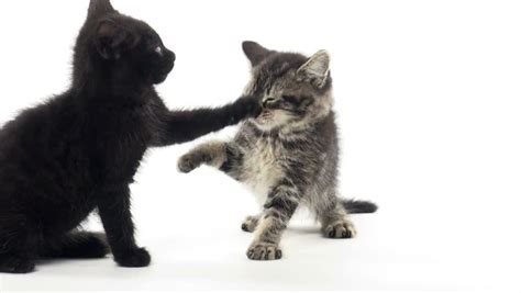 Two Cute Kittens Wrestling And Fighting On White Background Stock ...