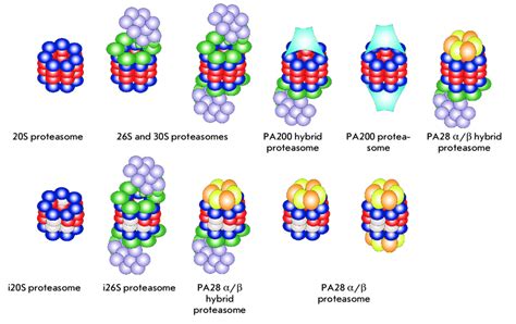 Proteasome diversity in mammalian cells. A catalytically active 20S ...