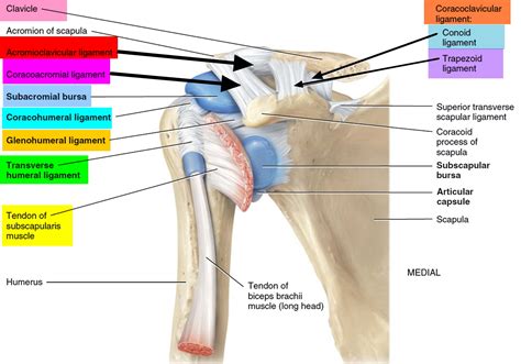 Shoulder Joint Anatomy