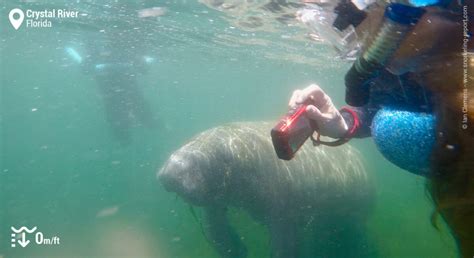 Snorkeling with Manatees in Crystal River | Snorkeling in Florida