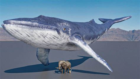 Blue Whale Size Comparison To Elephants