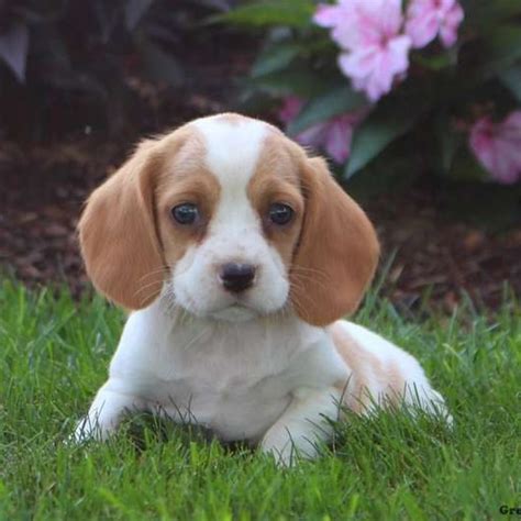 Beaglier Puppies For Sale | Greenfield Puppies