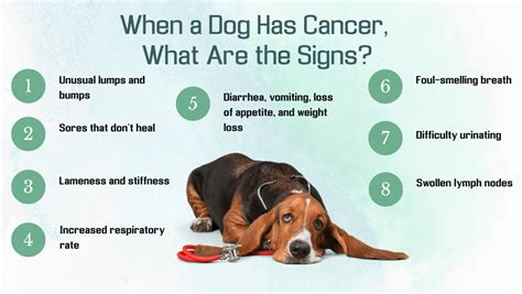 Early Skin Cancer In Dogs