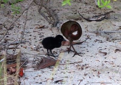 The Aldabra Rail - Aldabra Expeditions - Dive and Eco expedition with ...