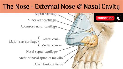 Nose Cartilage Diagram