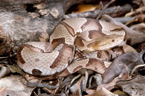 Copperhead Snake Habitat